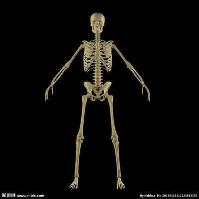 人体骨骼医学教学模型图的用途 人体骨骼3d模型下载