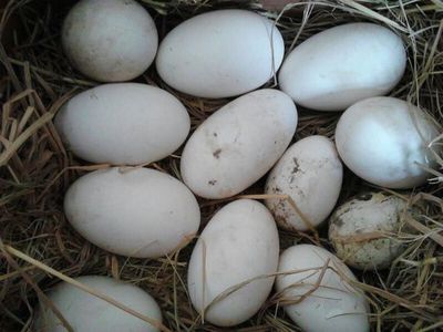 鹅蛋怎么吃更营养 鹅蛋怎么吃营养