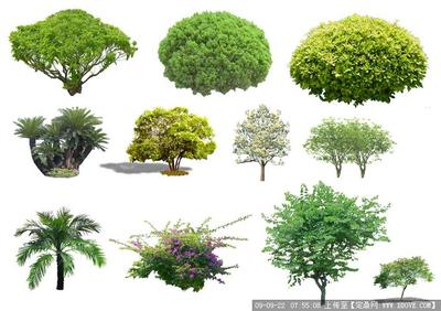 如何区别乔木和灌木？ 小乔木和灌木的区别