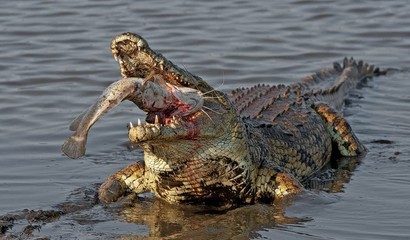 老虎、狮子、熊、犀牛、鳄鱼、巨蟒、野猪在陆地上谁最厉害？ 巨蟒活吞近2米长鳄鱼