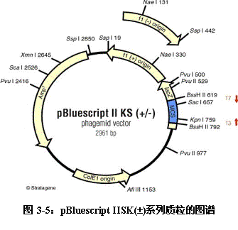 Ti质粒 质粒载体的种类