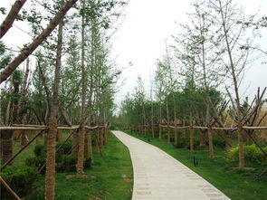 潍坊白浪绿洲湿地公园一瞥 潍坊北辰绿洲湿地公园
