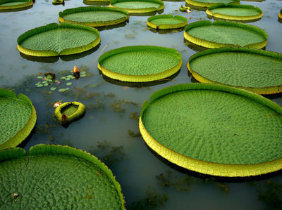 中国常见水生植物简介——浮水植物（附图） 常见水生植物有哪些