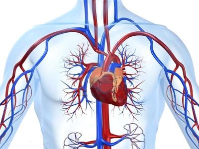 《心脏和血液循环》教学反思 心脏血液循环