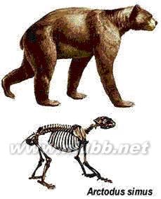 巨型短面熊之北美短面熊的发展 巨型短面熊