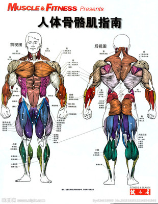 人体各个部分肌肉的英文 人体肌肉结构速写