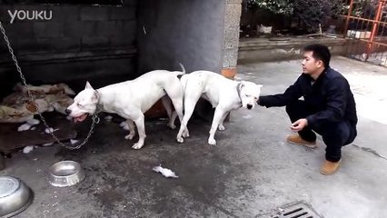 神探夏洛克剧情介绍 第二季第2集 巴斯克维尔的猎犬分集剧情 巴斯克维尔的猎犬下载