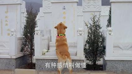 2015神犬小七剧情介绍 第4集 小七出走 艾亮丁涵寻找一宿分集剧情 神犬小七丁涵