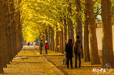 【实拍】京城·漫步在深秋的钓鱼台银杏大道（组图30张） 钓鱼台香烟价格表图