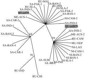 基因树和物种树的关系及建树方法 基因树和物种树