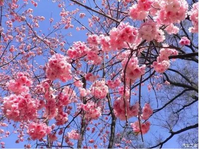 樱花与樱桃花的区别 芍药花语