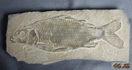 《鱼化石》艾青（阅读的答案） 艾青 鱼化石 意象