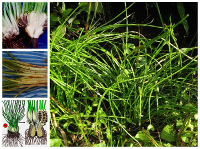 【植物】蕨类植物图鉴 常见蕨类植物
