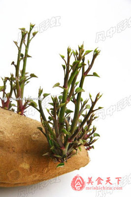 发芽的红薯是个宝【炒红薯叶】 如何炒红薯叶