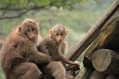 峨眉山猴爷 峨眉山属猴免费好坑