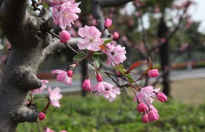 一枝梨花压海棠的意思 一枝梨花压海棠下一句