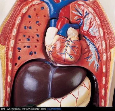 人体内脏器官图 人体右后背器官分布图