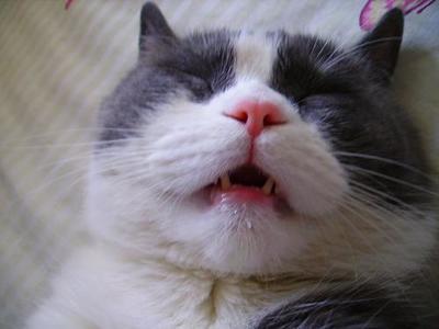 [转载]猫不吃东西流口水我爱 猫咪睡觉流口水