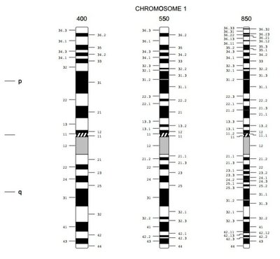 【生物信息学】人类染色体命名符号与核型式(ISCN)(1978) iscn