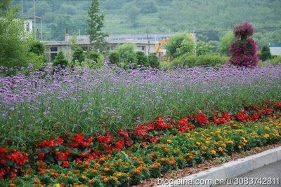 柳叶马鞭草栽培管理技术-北林科技 柳叶马鞭草花期