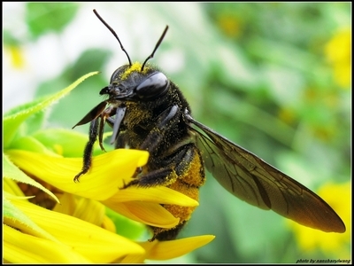 实拍蜜蜂采蜜全过程 蜜蜂采蜜过程