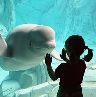 海豚的微笑是世界上最大的误会 情侣之间的最大误会