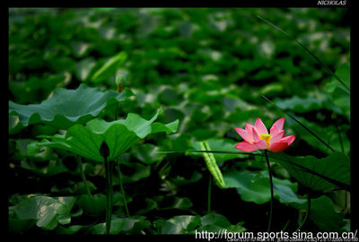 *你还记得未名湖畔的那个“夏雨荷”吗？ 未名湖畔