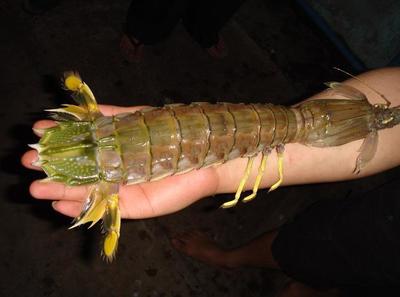 分享渔民剥皮皮虾的方法 螃蟹4个部位千万别吃