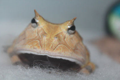 角蛙个体-霸王角蛙Bruce（已出） 霸王角蛙