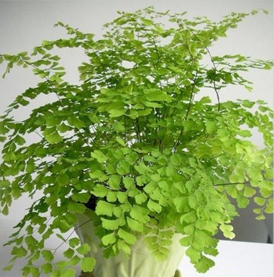 室内养绿色植物有什么好处？ 室内养植物的好处
