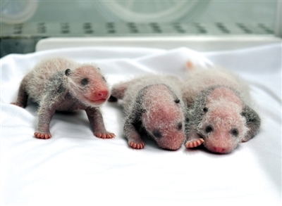 全球唯二未被任何国家声索的领土 全球唯一熊猫三胞胎