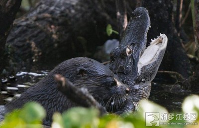 北美大水獭攻击鳄鱼全过程(图) 水獭是鳄鱼的天敌