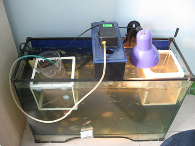丰年虾简易孵化器的制作和丰年虾的采集[转] diy丰年虾孵化器