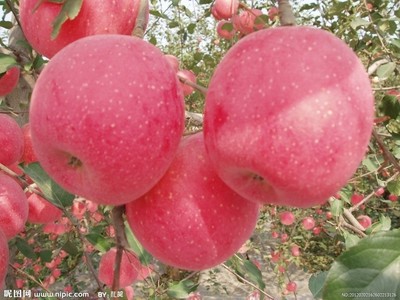 苹果的生物学特性 苹果发育周期