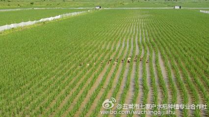 有机水稻种植操作规程 有机水稻种植项目介绍