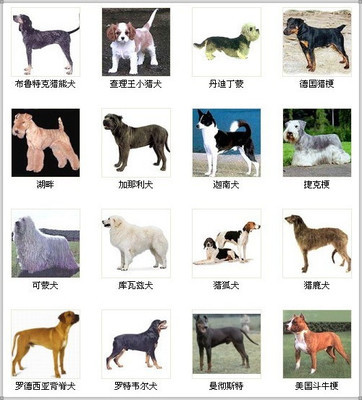 世界名犬大全！【组图】 世界名犬大全 多图