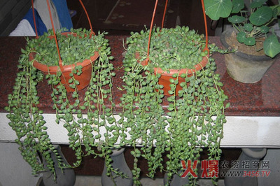 佛珠吊兰养殖方法 紫吊兰的养殖方法