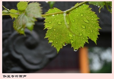 伽蓝寺听雨声盼永恒【转】 永恒唯一的盼望歌谱