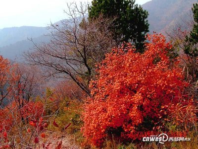 南香山游记 韩城香山红叶游记