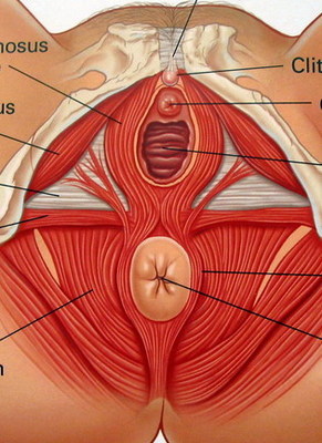 耻骨尾骨肌与女性性敏感区 男性耻骨尾骨肌位置图