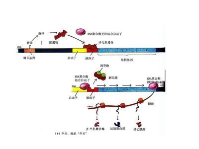 乳糖操纵子模型 葡萄糖乳糖操纵子模型