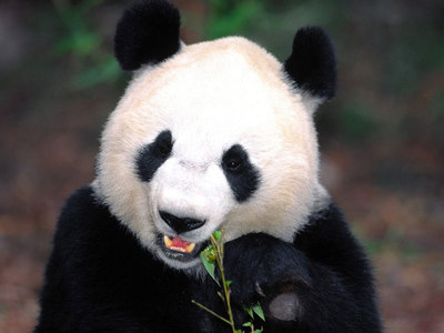 关于熊猫的资料 有关熊猫的资料