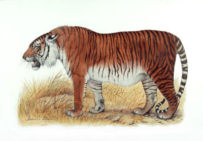 荒漠之虎：里海虎(波斯虎、新疆虎、高加索虎)