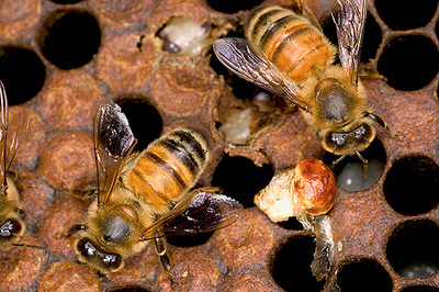 有关蜜蜂的资料 蜜蜂资料介绍