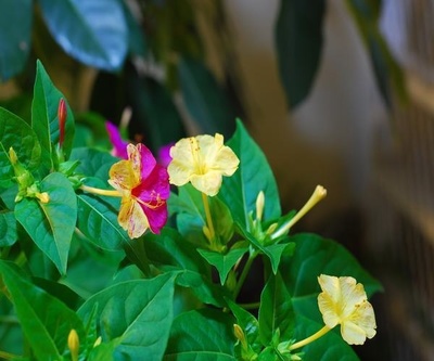 地雷花 地雷花的特点