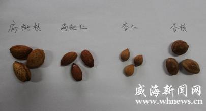 杏仁与巴旦木的区别 扁桃仁和杏仁的区别