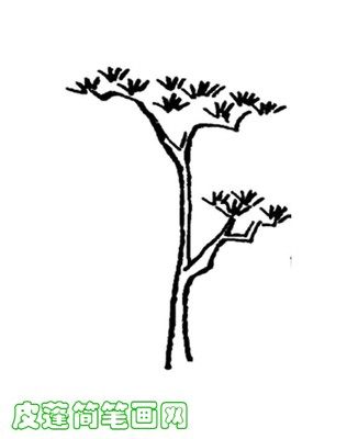 梧桐树的特点 梧桐树的特点是什么