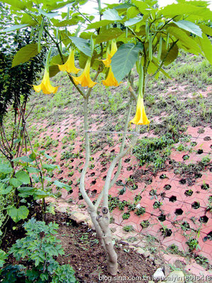 七旬老太养巨毒花：大喇叭花曼陀罗是全球十大毒物之一
