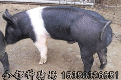 目击公猪交配全过程 种母猪怎么与种公猪配