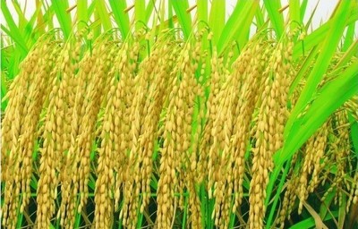 籼稻和粳稻的区别（图释） 粳稻和籼稻的营养价值